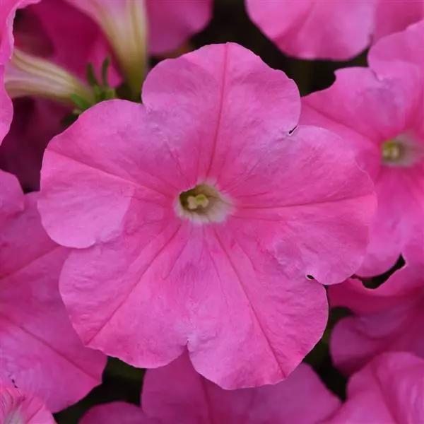 Petunia x hybrida E3 Easy Wave® Pink