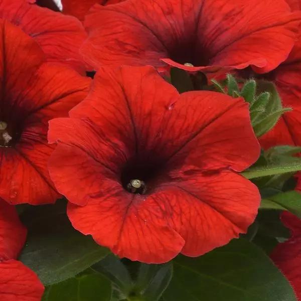 Petunia x hybrida E3 Easy Wave® Red