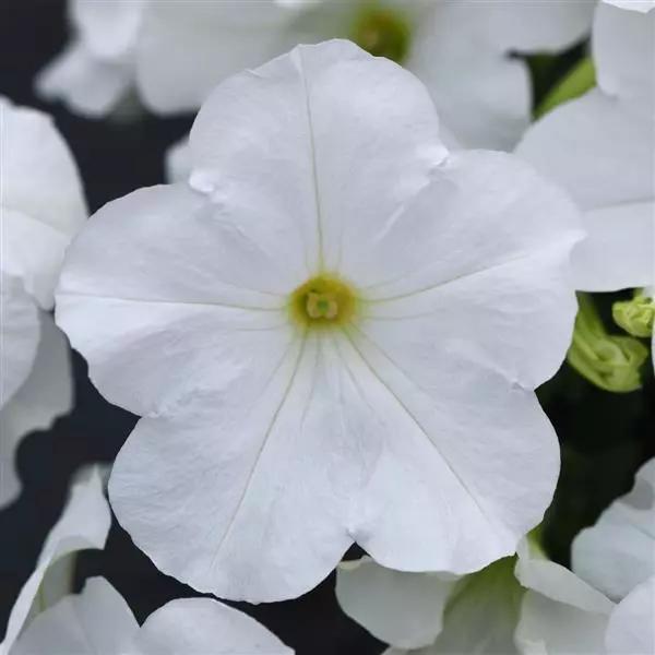 Petunia x hybrida E3 Easy Wave® White