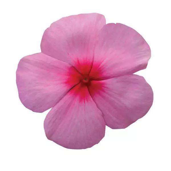 Vinca Titan™ Blush