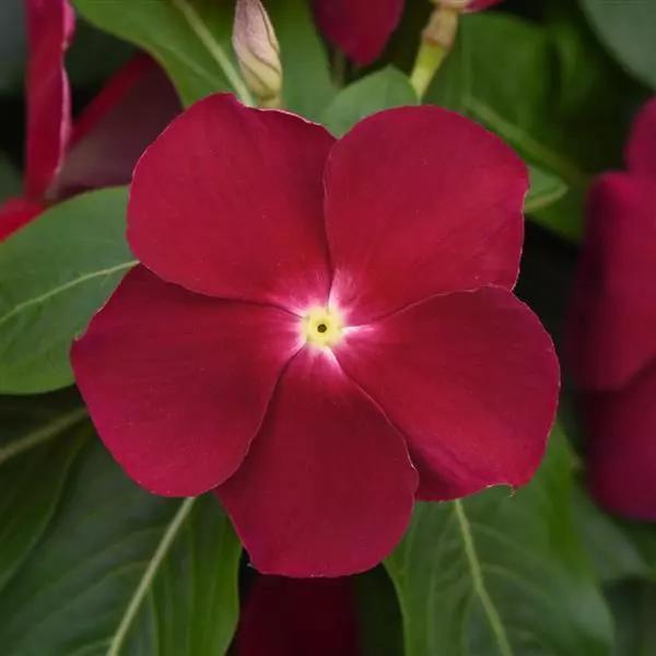 Vinca Titan™ Cranberry