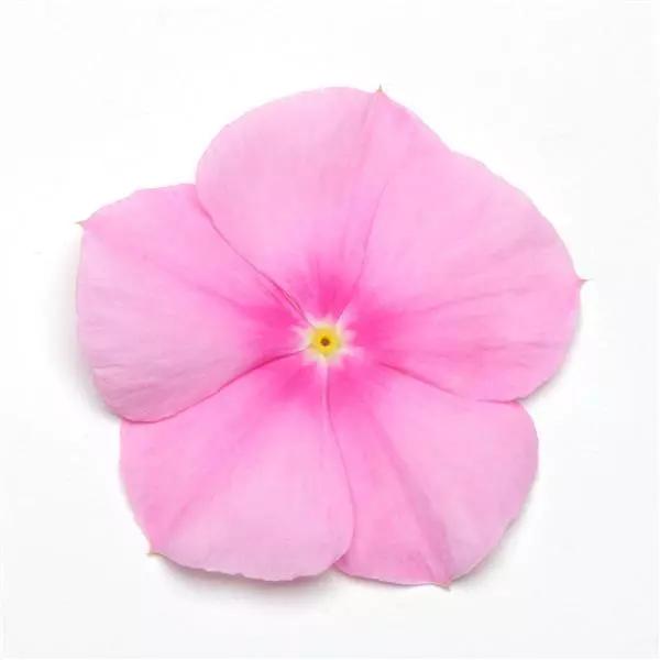 Vinca Titan™ Icy Pink