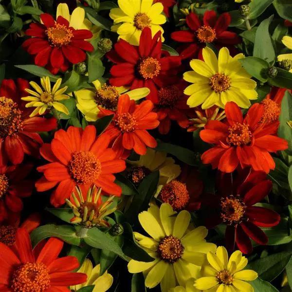 Zinnia marylandica Zahara™ Bonfire Mixture