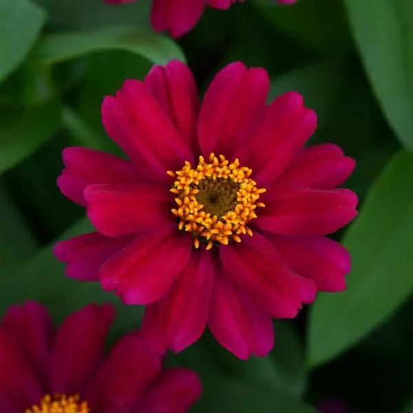 Zinnia marylandica Zahara™ Cherry