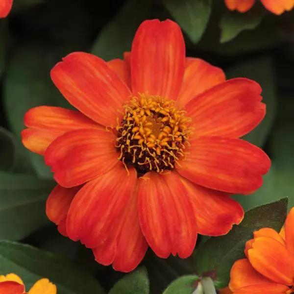 Zinnia marylandica Zahara™ Fire