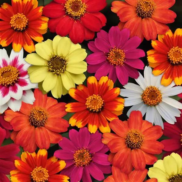 Zinnia marylandica Zahara™ Mixture