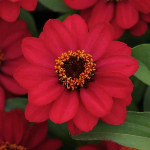 Zinnia marylandica Zahara™ Raspberry