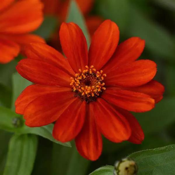 Zinnia marylandica Zahara™ Red