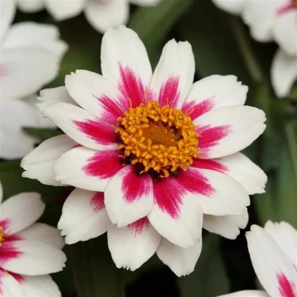 Zinnia marylandica Zahara™ Starlight Mixture