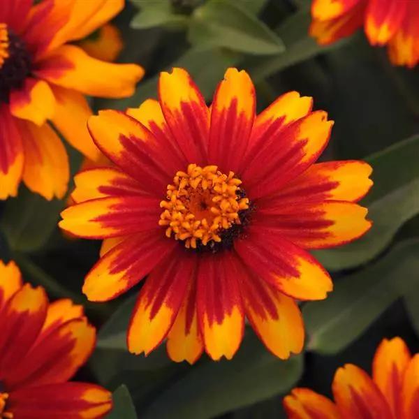 Zinnia marylandica Zahara™ Sunburst