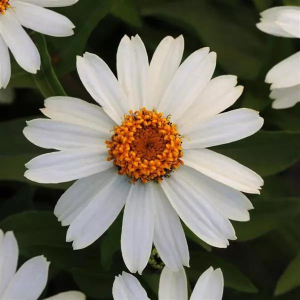 Zinnia marylandica Zahara™ White