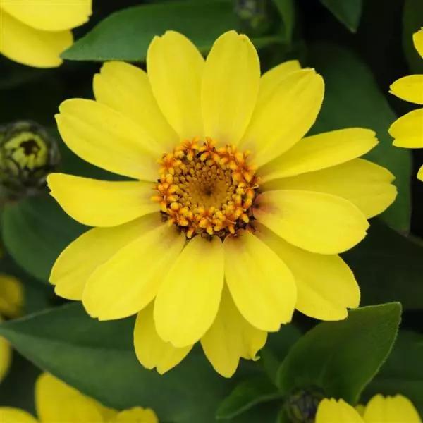 Zinnia marylandica Zahara™ Yellow