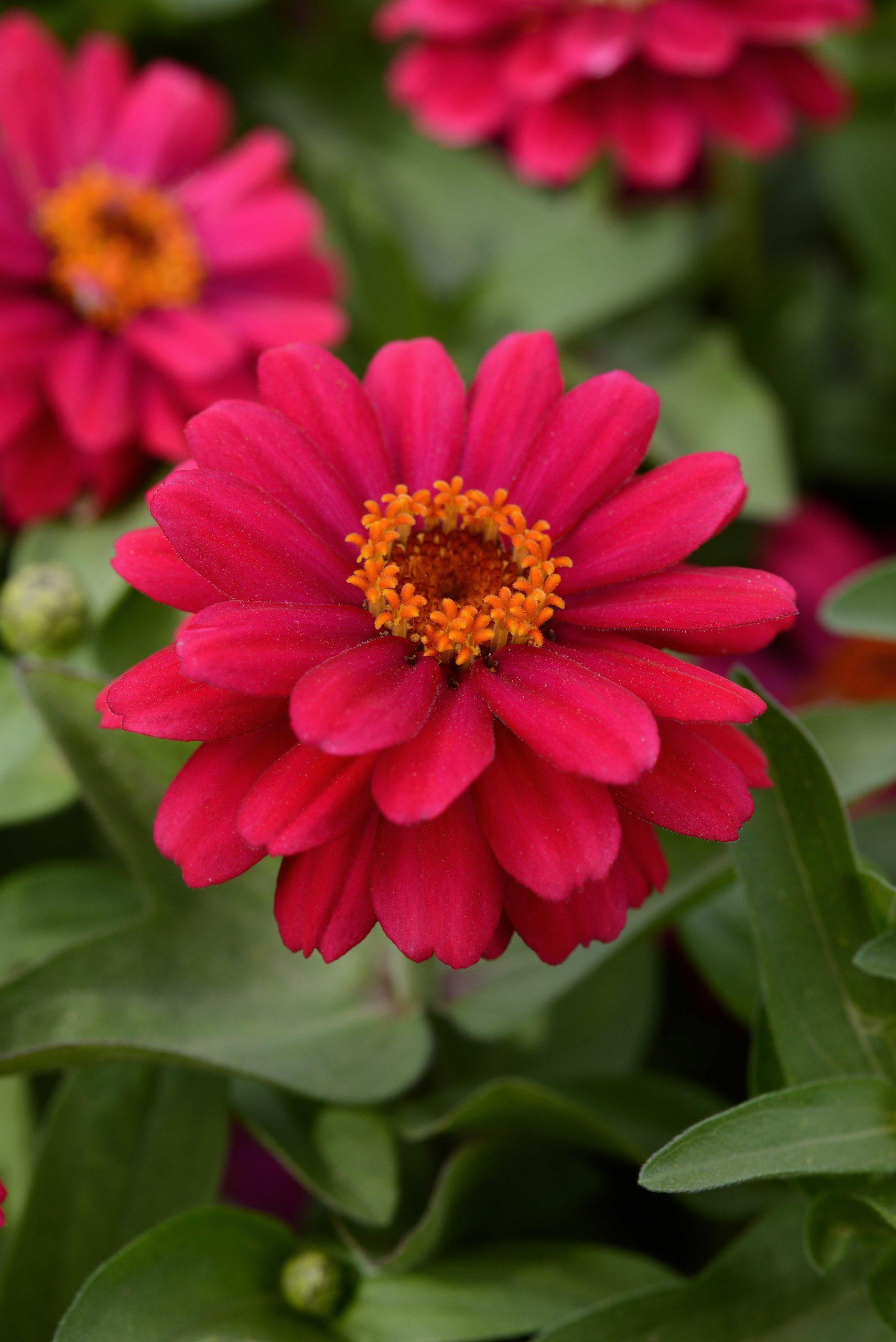 Zinnia marylandica Double Zahara™ Cherry