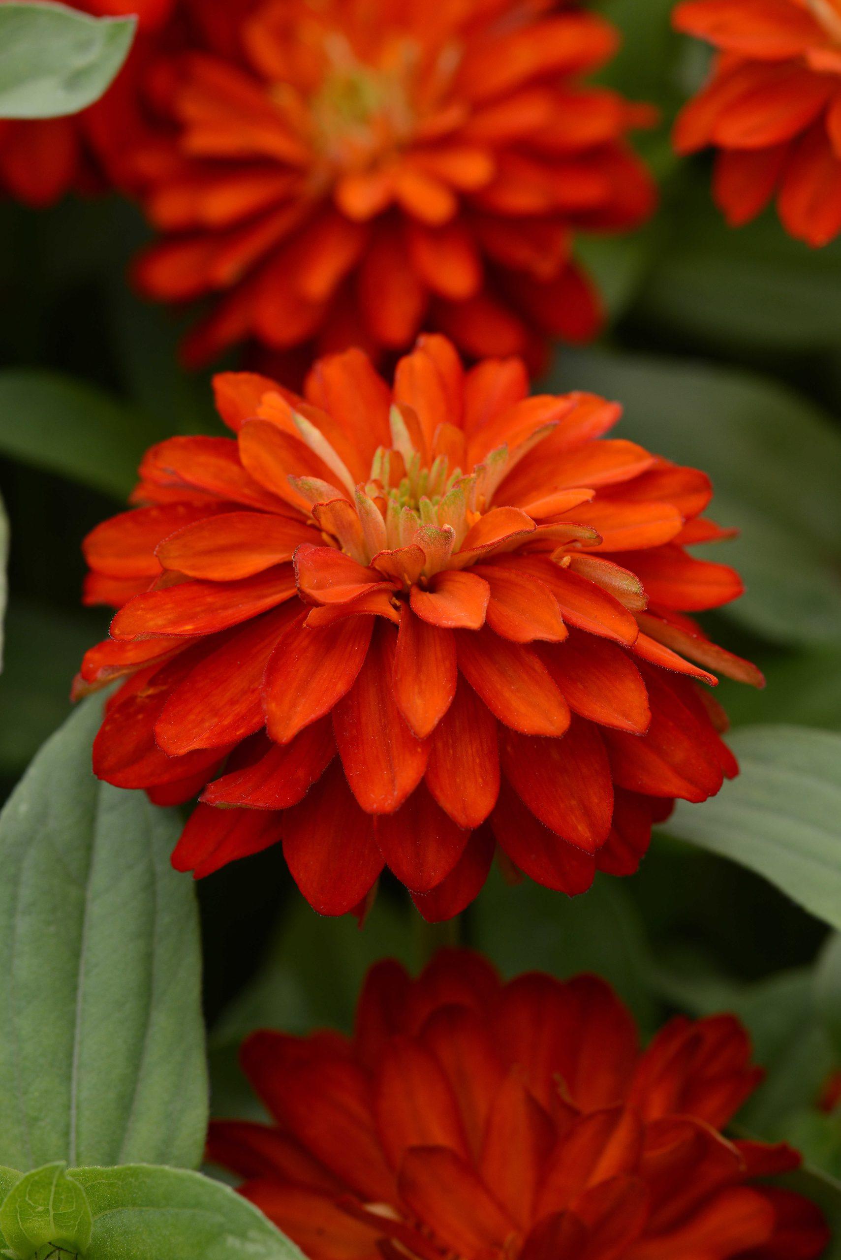 Zinnia marylandica Double Zahara™ Fire