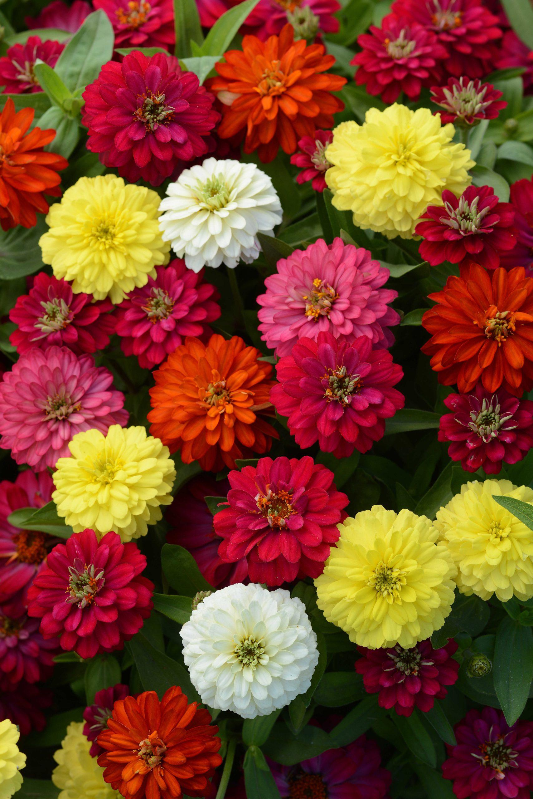 Zinnia marylandica Double Zahara™ Mixture