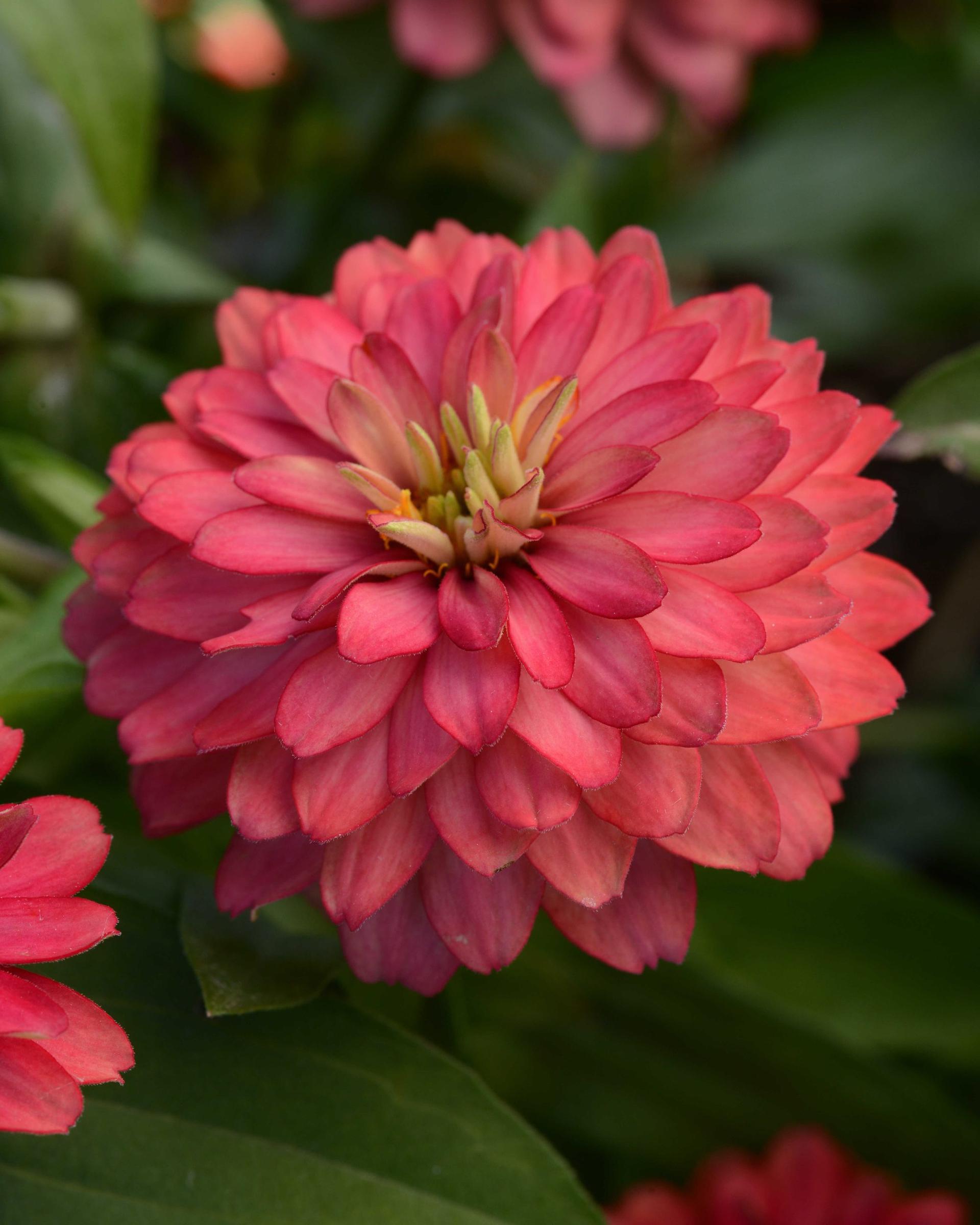 Zinnia marylandica Double Zahara™ Salmon