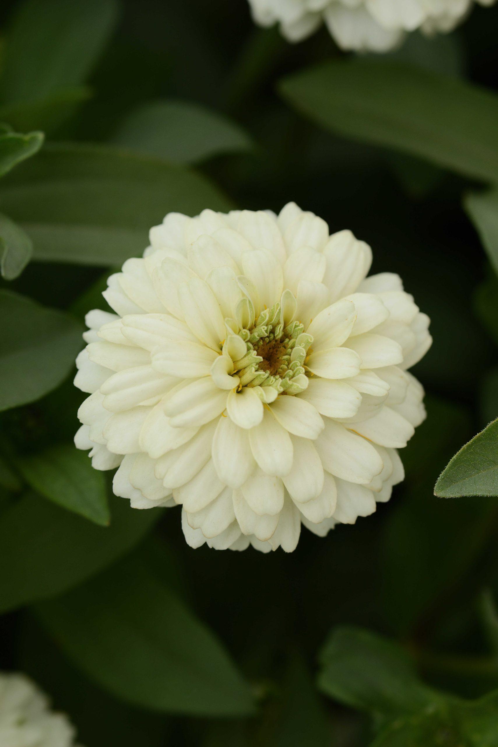 Zinnia marylandica Double Zahara™ White