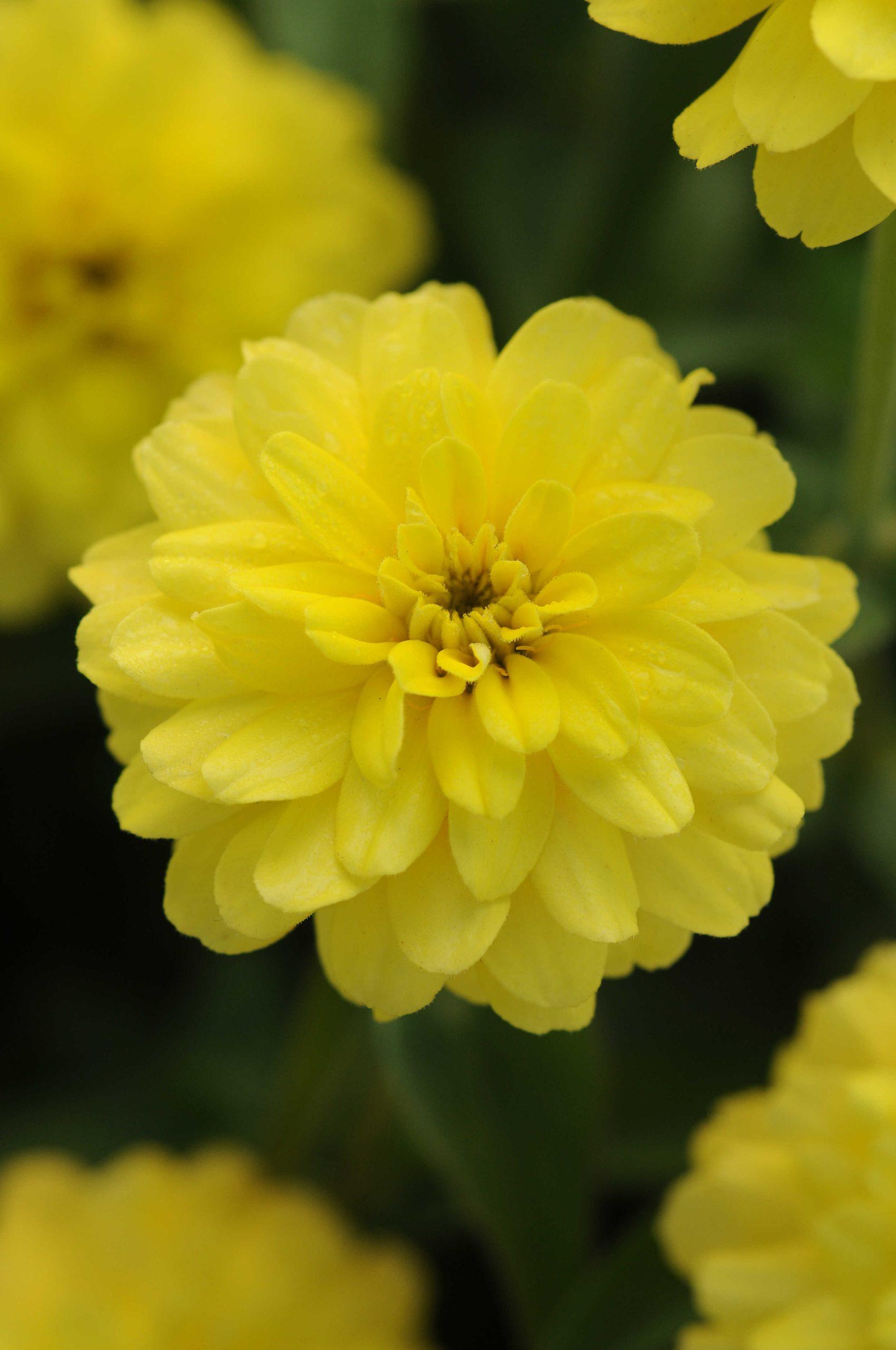 Zinnia marylandica Double Zahara™ Yellow