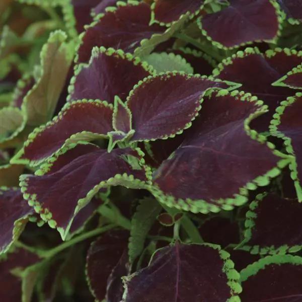 Coleus Premium Sun Chocolate Mint