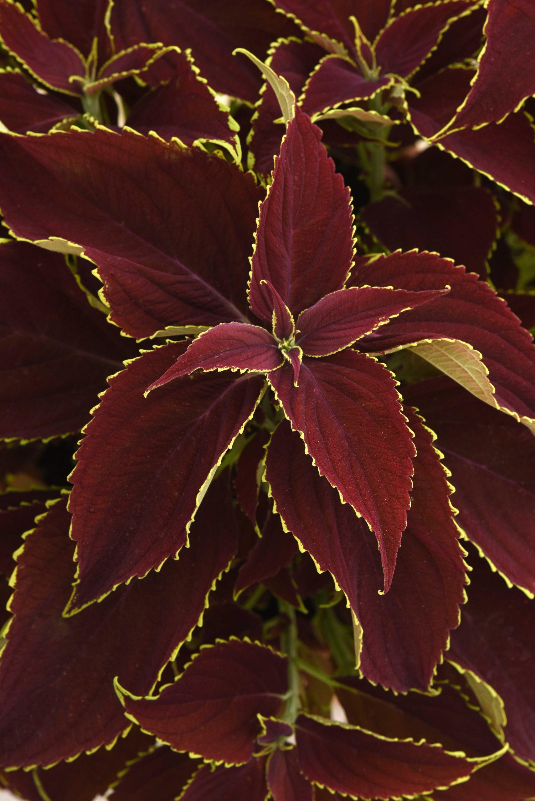 Coleus Premium Sun Ruby Heart