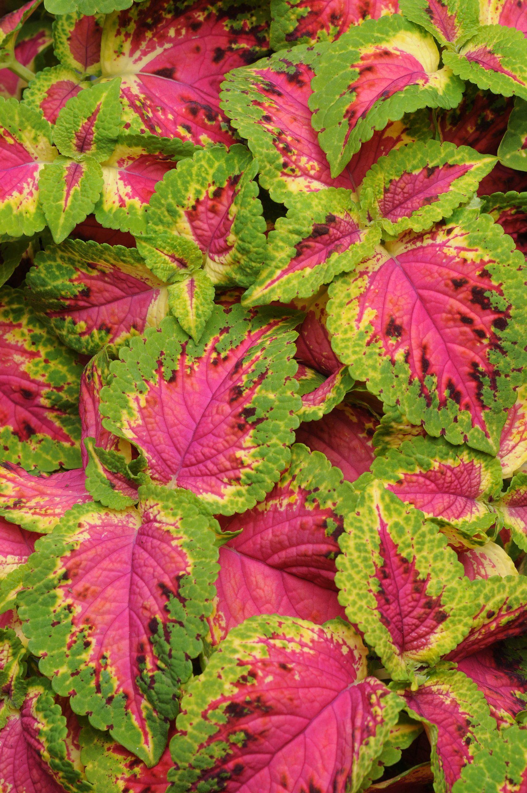 Coleus Premium Sun Watermelon