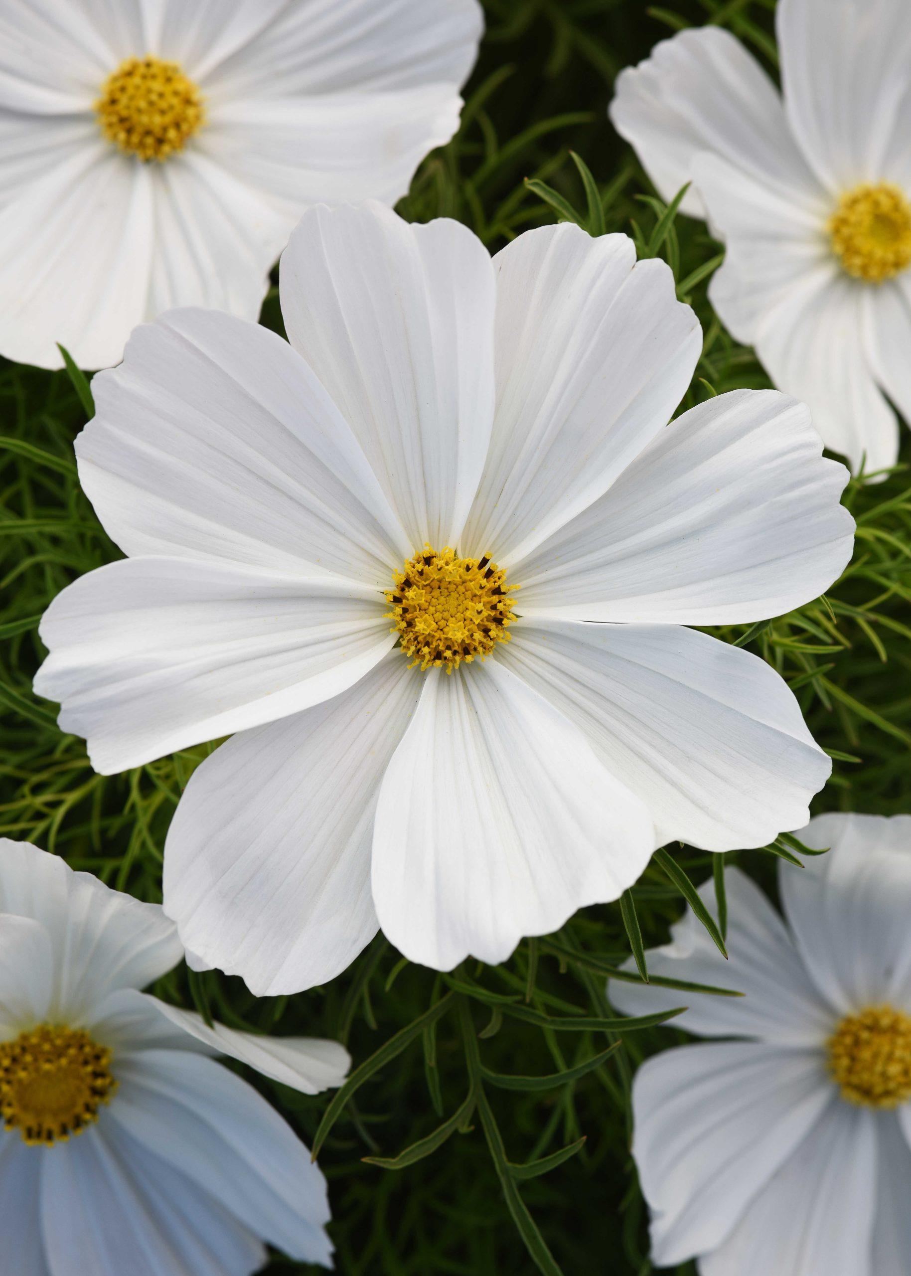 Cosmos bipinnatus | Cosmos bipinnatus Sonata™ White | Evanthia