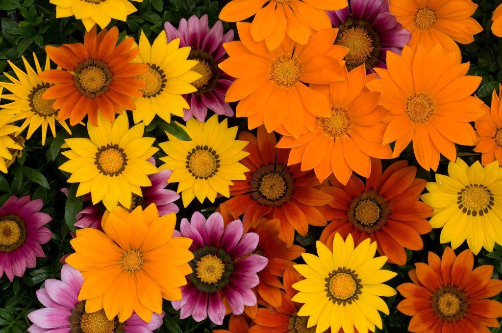 Gazania rigens New Day® Bright Mixture