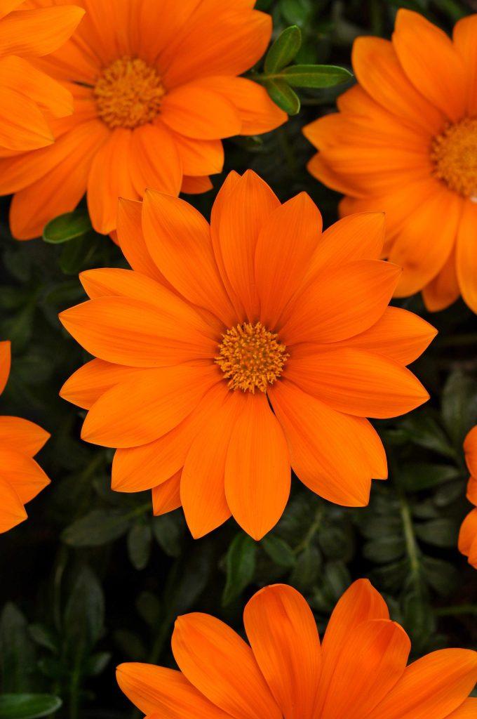 Gazania rigens New Day® Clear Orange