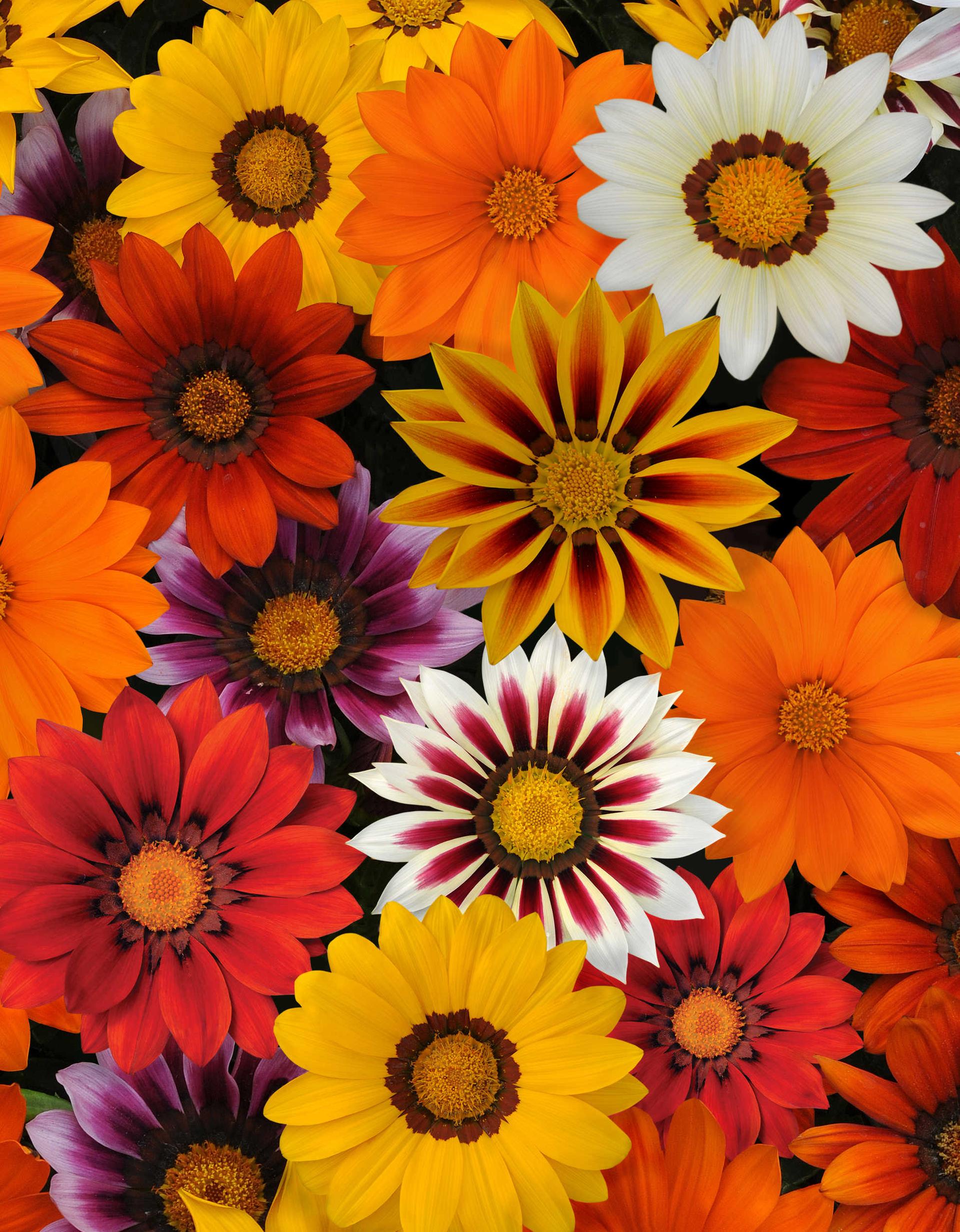 Gazania rigens New Day® Mixture