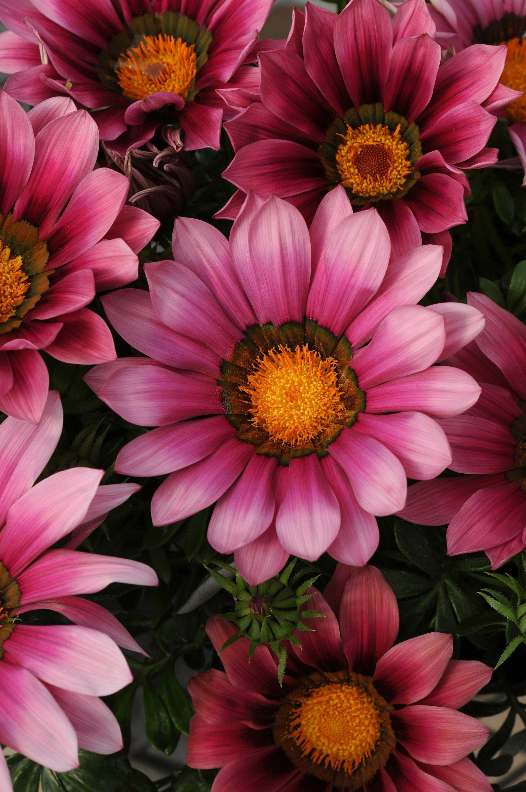 Gazania rigens New Day® Pink Shades