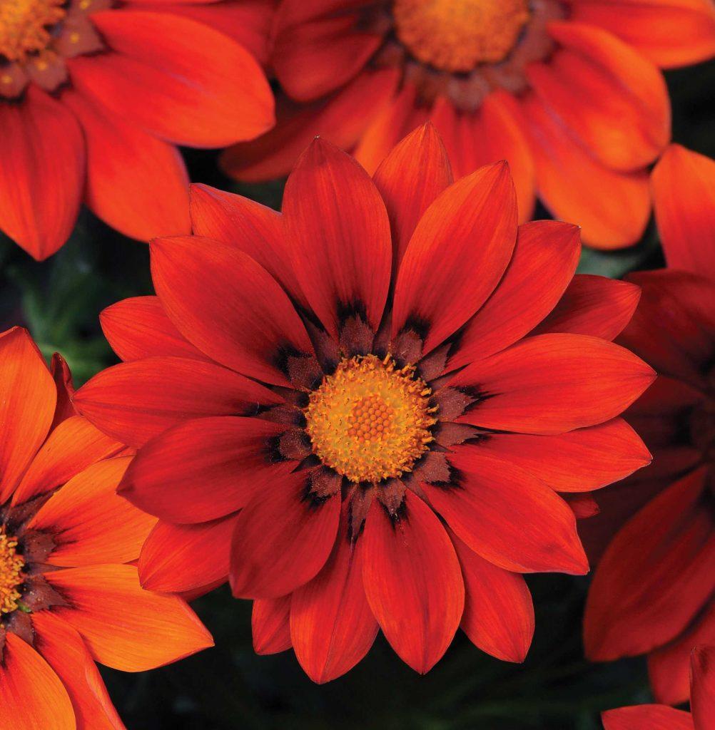 Gazania rigens New Day® Red Shades