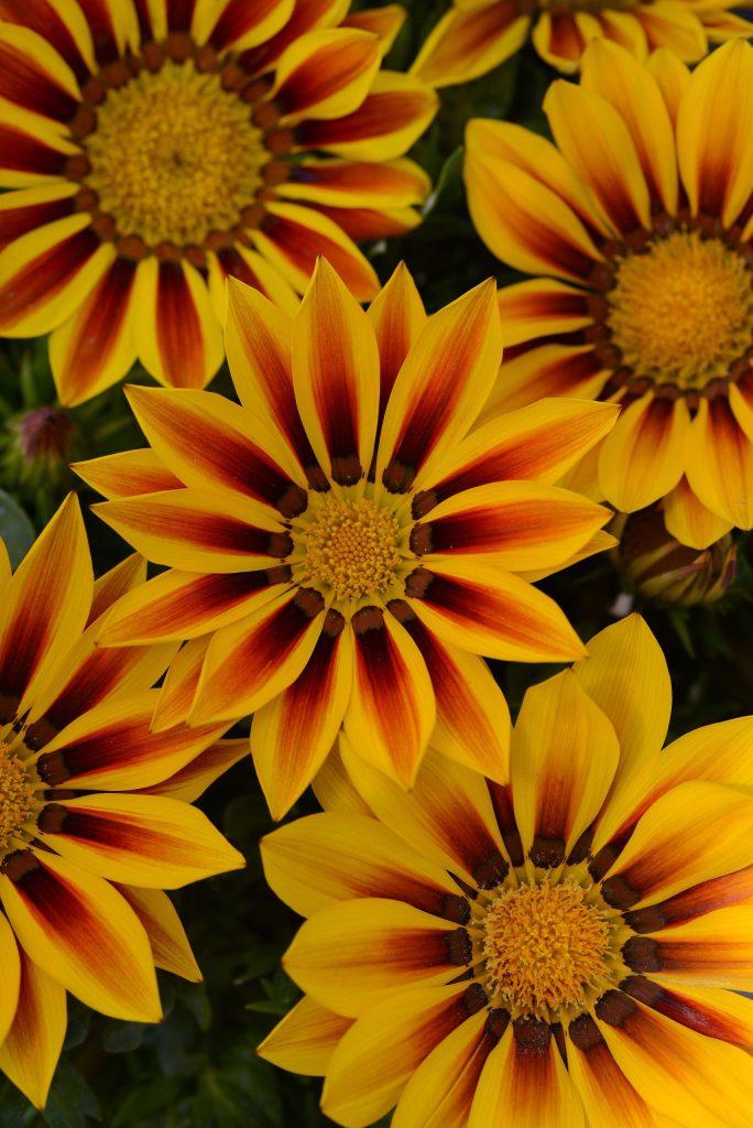 Gazania rigens New Day® Red Stripe