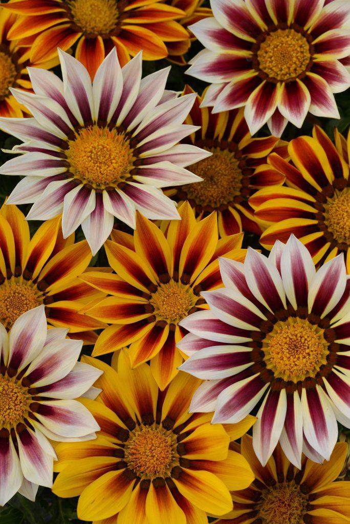 Gazania rigens New Day® Tiger Mixture