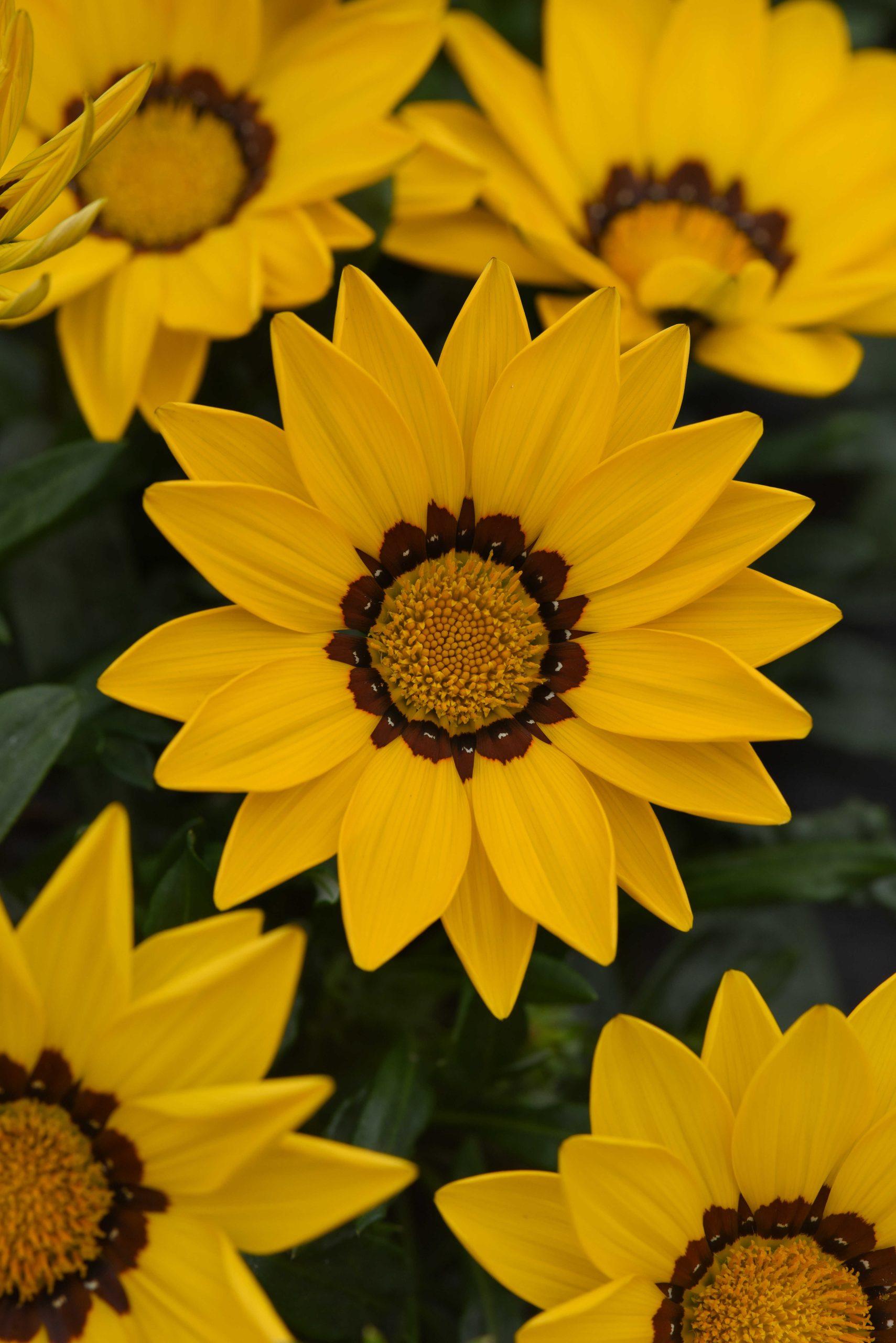 Gazania rigens New Day® Yellow