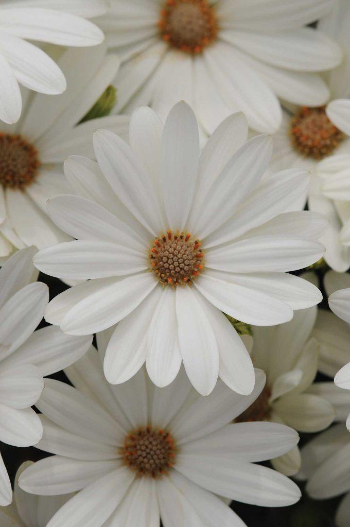 Osteospermum ecklonis Akila® Daisy White