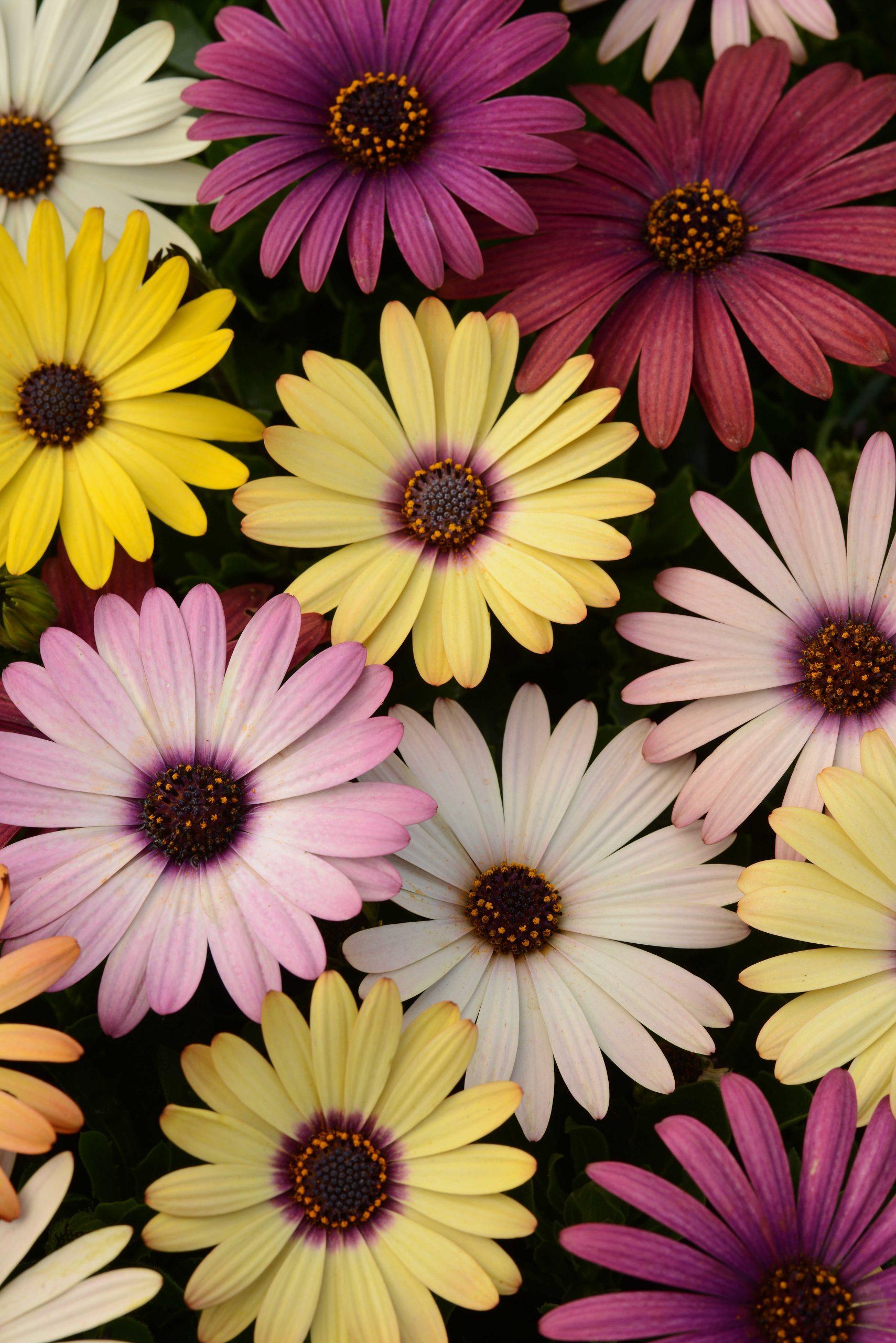 Osteospermum ecklonis Akila® Grand Canyon Mixture