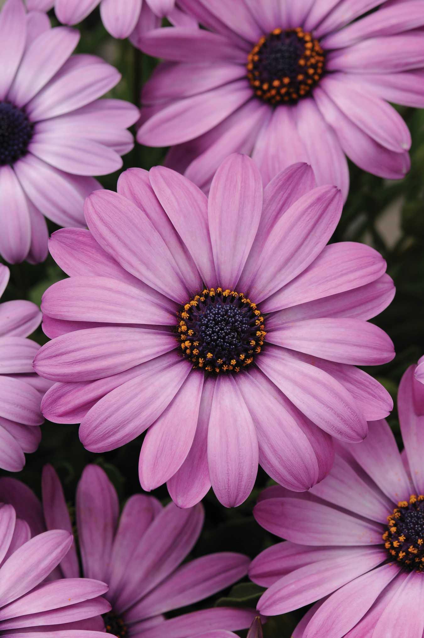 Osteospermum ecklonis Akila® Lavender Shades