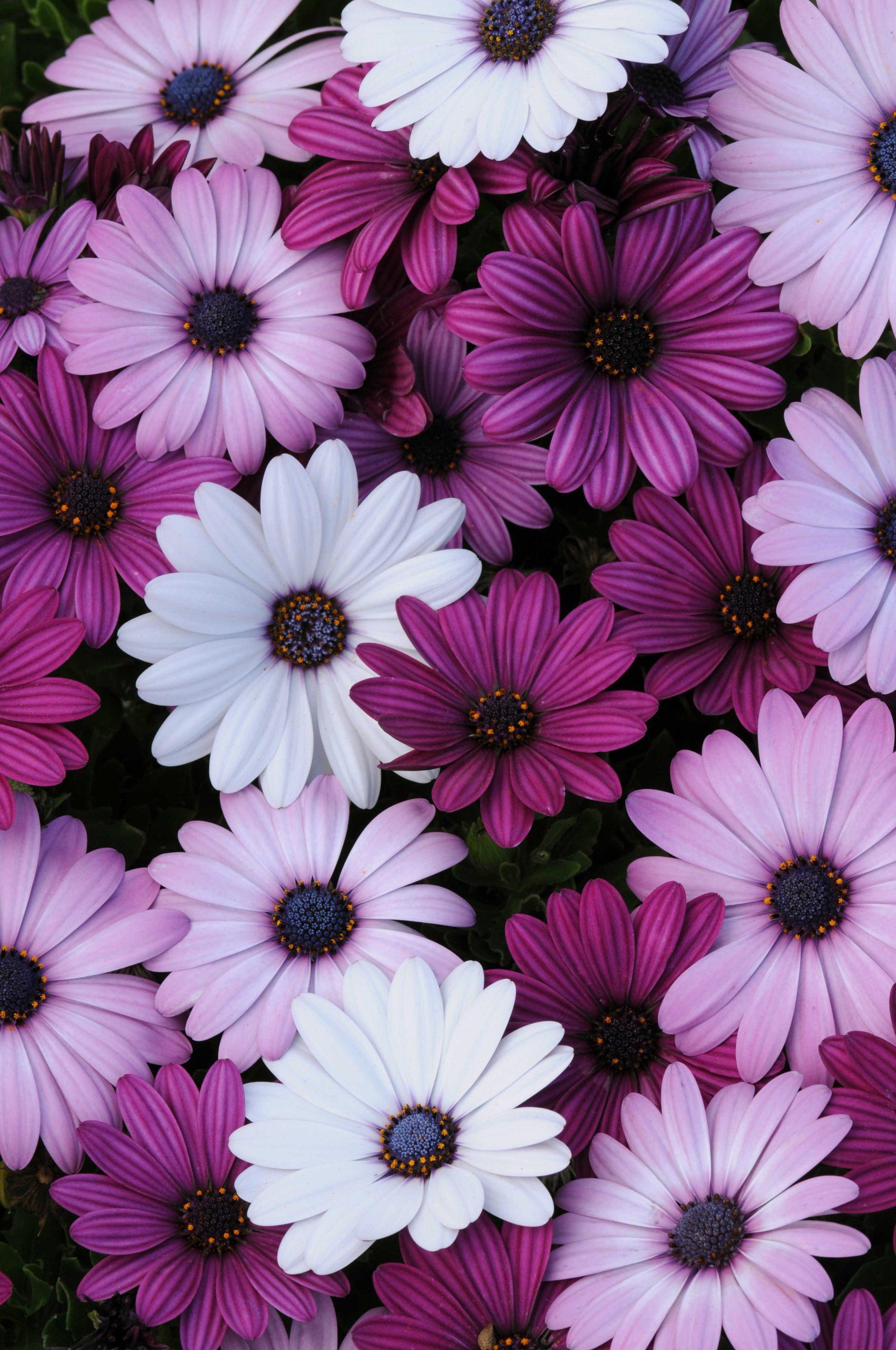 Osteospermum ecklonis Akila® Mixture