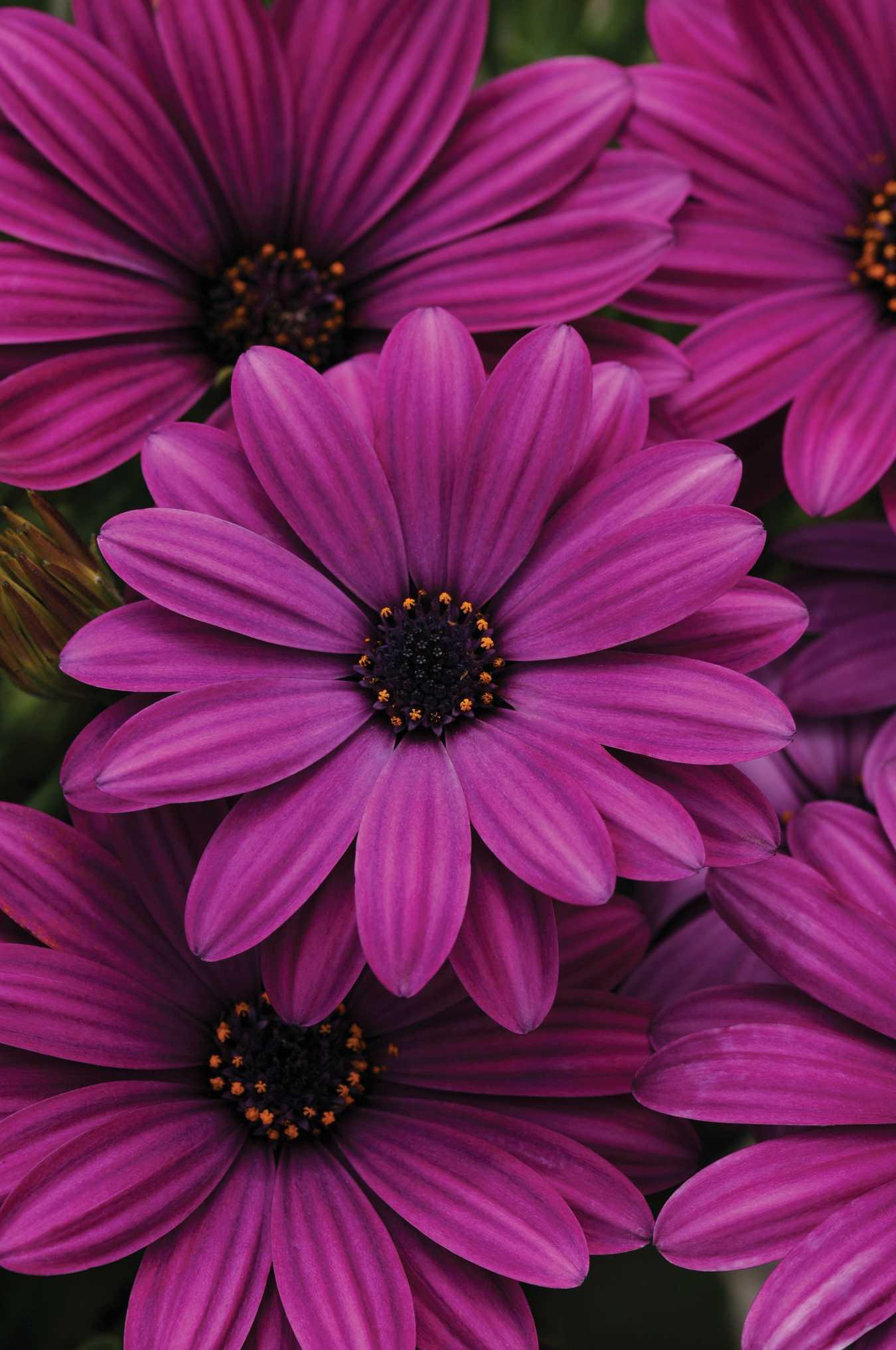 Osteospermum ecklonis Akila® Purple