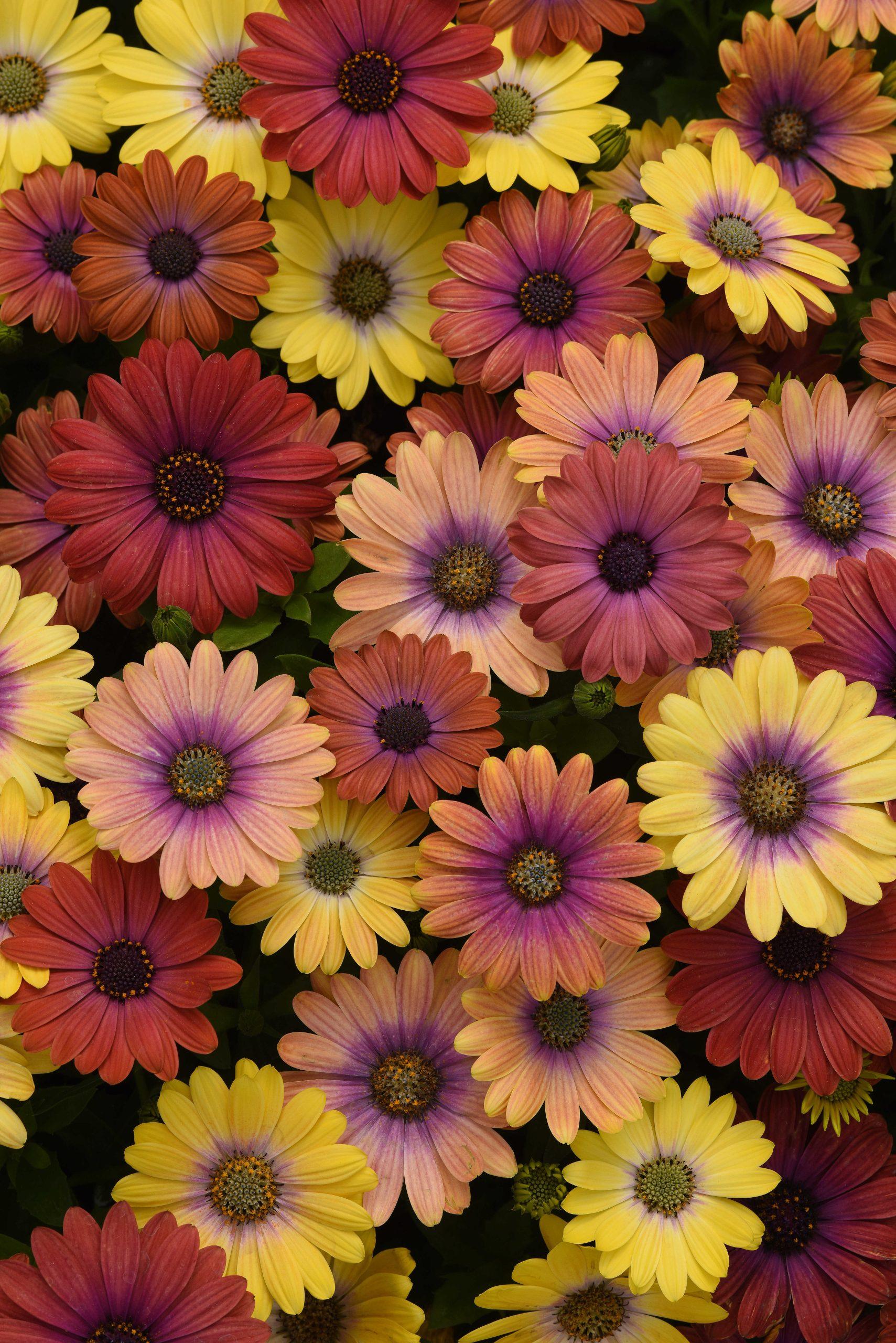 Osteospermum ecklonis Akila® Sunset Shades