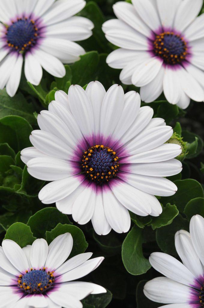 Osteospermum ecklonis Akila® White Purple Eye