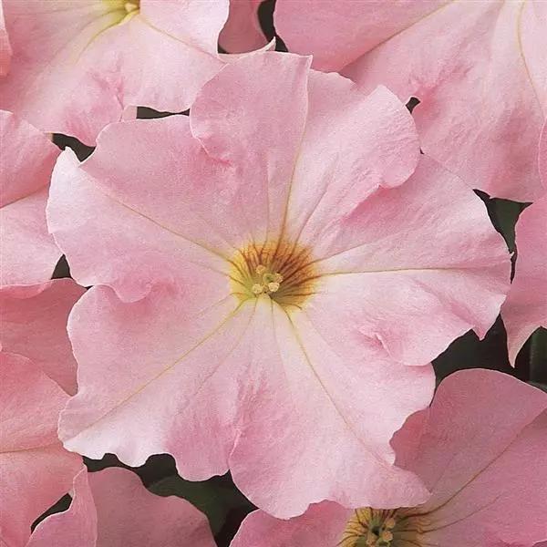 Petunia grandiflorum Dreams™ Appleblossom