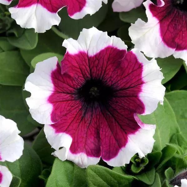 Petunia grandiflorum Dreams™ Burgundy Picotee