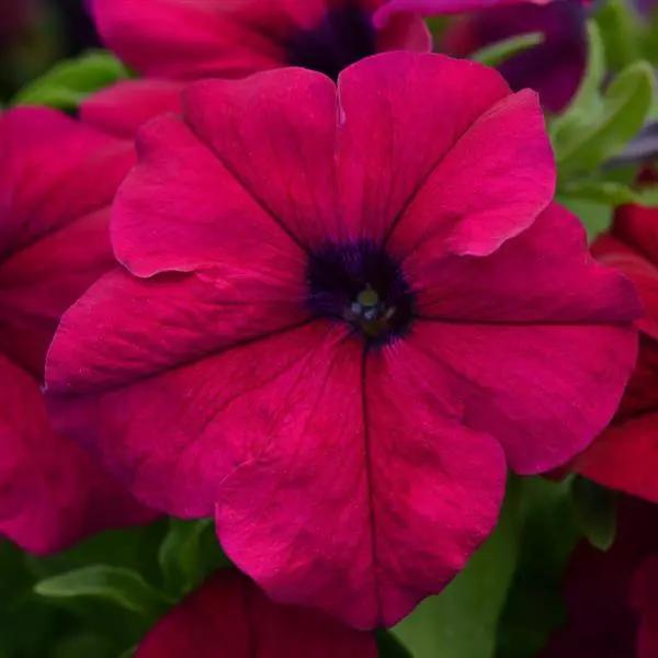 Petunia grandiflorum Dreams™ Burgundy