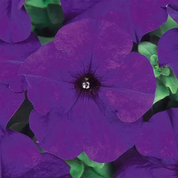 Petunia grandiflorum Dreams™ Midnight