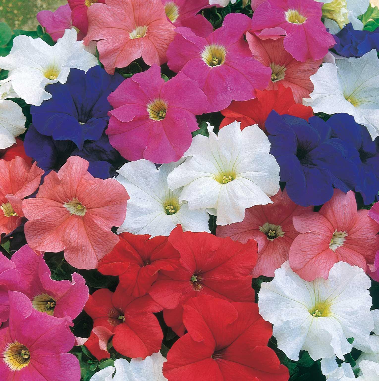 Petunia grandiflorum Dreams™ Mixture