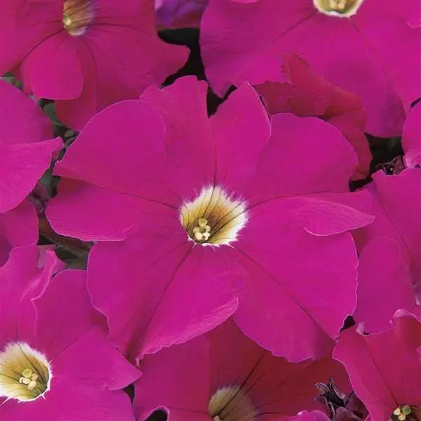 Petunia grandiflorum Dreams™ Neon Rose