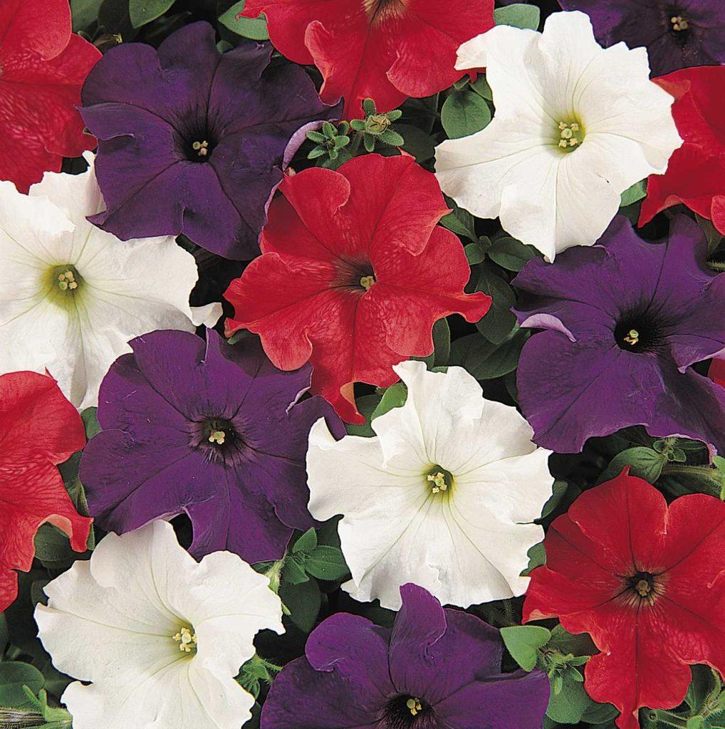 Petunia grandiflorum Dreams™ Patriot Mixture