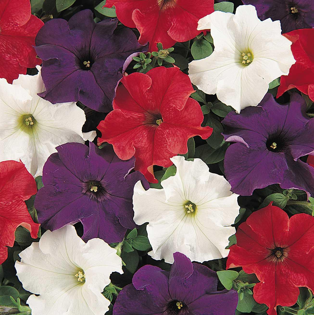 Petunia grandiflorum Dreams™ Patriot Mixture