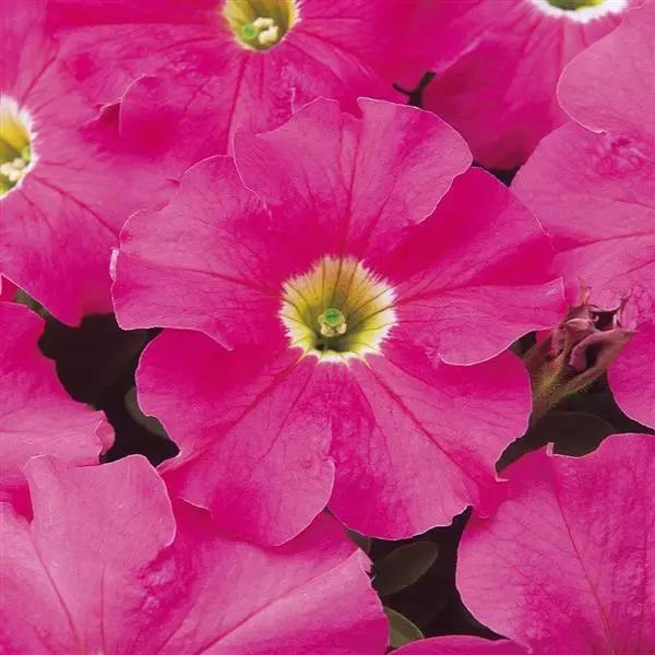 Petunia grandiflorum Dreams™ Pink